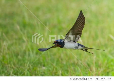 Swallows flying at high speed on the greenback 91956986