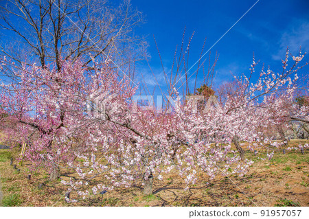 武藏九龍森林公園梅林（花木園）的春天 91957057