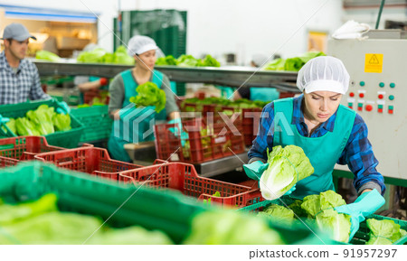 Female employee of sorting factory packing lettuce into boxes 91957297