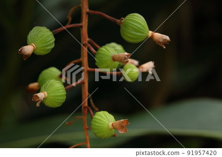 Natural plant shell ginger, young fruit in June. A cute figure like a lantern or a Temari, the green is beautiful Natural plant shell ginger, young fruit in June. A cute figure like a lantern or a Temari, the green is beautiful 91957420