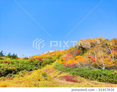 Tsugaike Nature Garden (Autumn) 91957616