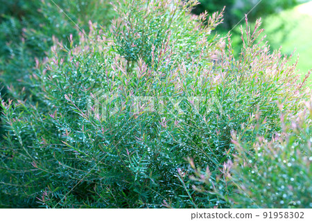 Ellwood's Gold in the garden 91958302