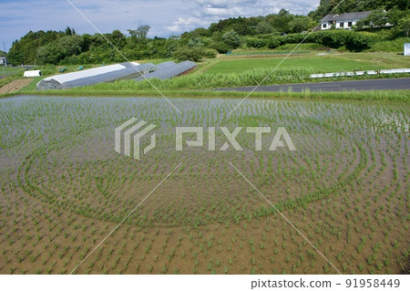 A state of planting rice paddy art seedlings 91958449