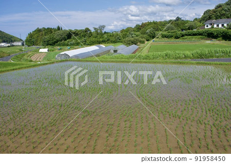 A state of planting rice paddy art seedlings 91958450