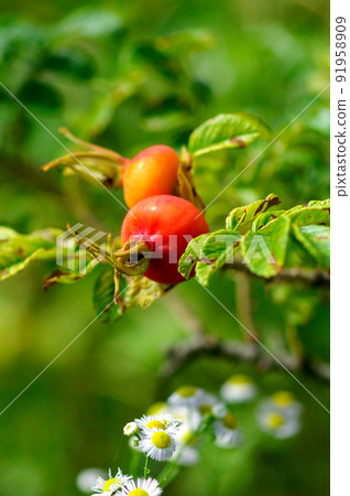Hamanasu fruit 91958909