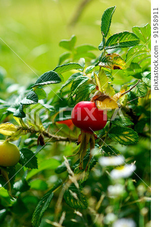 Hamanasu fruit 91958911