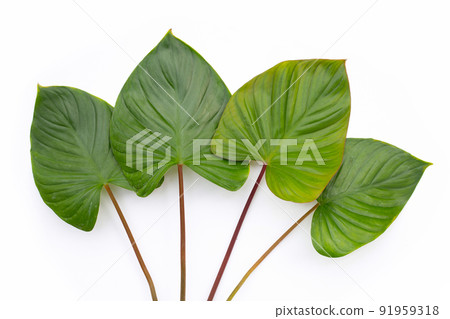 Green leaves of homalomena rubescens Green leaves of homalomena rubescens 91959318