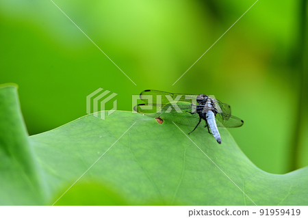 Scarlet skimmer perching on lotus leaves Scarlet skimmer perching on lotus leaves 91959419