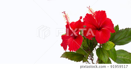 Hibiscus flower with leaves on white background. 91959517