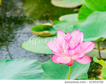 Beautiful flowers in early summer, gorgeous and beautiful lotus flowers 91959780
