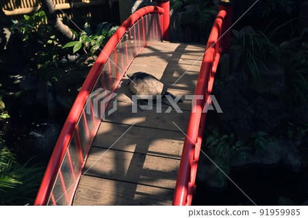 Yushima Seiten's Free Life Pond and Kamenoko Bridge, Bunkyo-ku, Tokyo 91959985