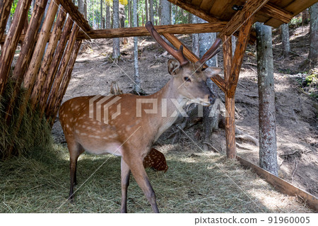 Close-up portrait of a young deer. Small horns with skin. Spring season. Ukraine, Bukovel, July 2022. Hutsul Land park. 91960005
