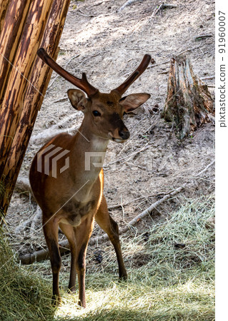 Close-up portrait of a young deer. Small horns with skin. Spring season. Ukraine, Bukovel, July 2022. Hutsul Land park. Close-up portrait of a young deer. Small horns with skin. Spring season. Ukraine, Bukovel, July 2022. Hutsul Land park. 91960007