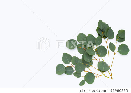 Green leaves of eucalyptus on white Green leaves of eucalyptus on white 91960283