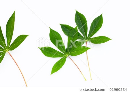 Cassava leaves on white background. Cassava leaves on white background. 91960284