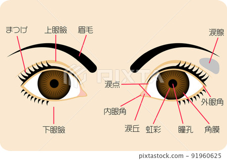 Parts Of Eye Names