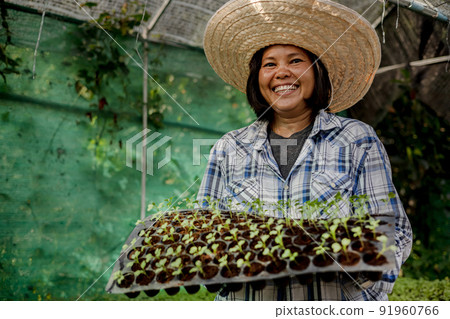 Asian farmer woman prepare vegetable seedling for plantation in farm. 91960766