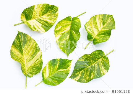 Golden pothos or devil's ivy leaves on white background. Golden pothos or devil's ivy leaves on white background. 91961138