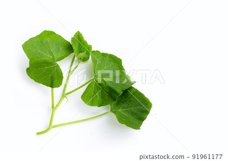 Melon fruit leaves on white background. Melon fruit leaves on white background. 91961177