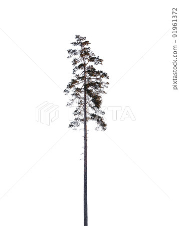 Tall pine tree isolated on white background, natural silhouette Tall pine tree isolated on white background, natural silhouette 91961372