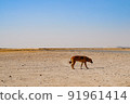 Dog walking in the desert 91961414