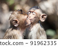 Cute monkey 91962335