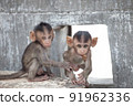 Cute monkey 91962336