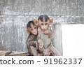 Cute monkey 91962337