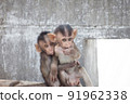 Cute monkey 91962338