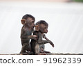 Cute monkey 91962339