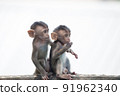 Cute monkey 91962340