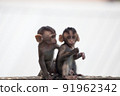 Cute monkey 91962342