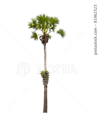Sugar palm tree Isolated on white background Sugar palm tree Isolated on white background 91962523