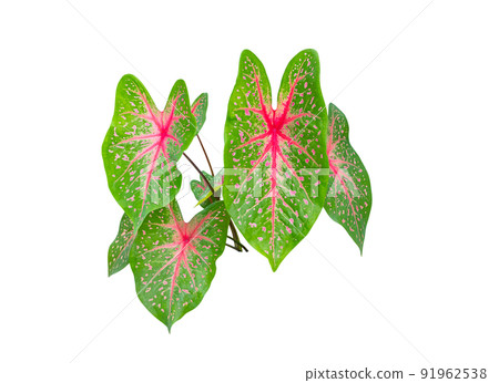 Caladium bicolor leaf plant Colorful  91962538