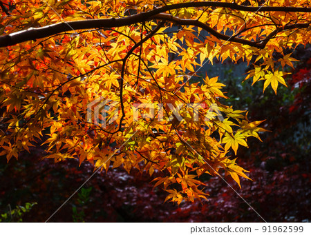 Magung,Gongju,Chungnam Magung,Gongju,Chungnam 91962599