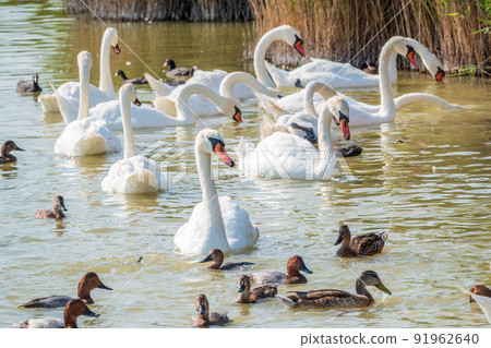A large flock of graceful white swans swims in the lake., swans in the wild A large flock of graceful white swans swims in the lake., swans in the wild 91962640