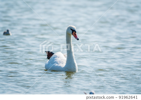 Graceful white Swan swimming in the lake, swans in the wild. Portrait of a white swan swimming on a lake. Graceful white Swan swimming in the lake, swans in the wild. Portrait of a white swan swimming on a lake. 91962641