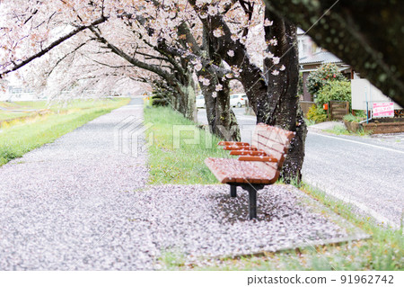 Cherry blossom trees and benches on the promenade Cherry blossom trees and benches on the promenade 91962742