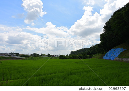 Green rice fields in the shade 91962897