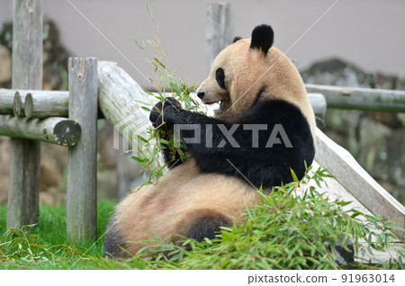 Yoshihama who found delicious bamboo 91963014