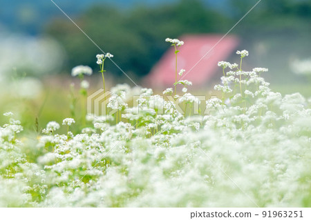 Soba flowers (Hiruzen Plateau) 91963251