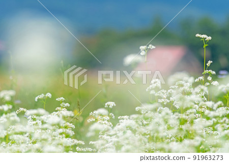 Soba flowers (Hiruzen Plateau) 91963273
