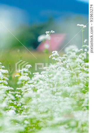 Soba flowers (Hiruzen Plateau) 91963274