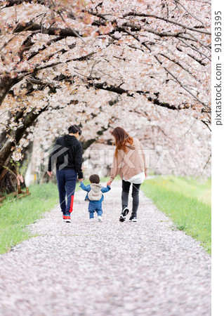帶著孩子在櫻花樹上散步的家庭 91963395
