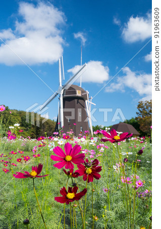 大阪花博紀念公園秋季代表花波斯菊/ 91963609