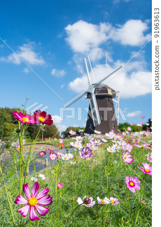 大阪花博紀念公園秋季代表花波斯菊/ 大阪花博紀念公園秋季代表花波斯菊/ 91963613