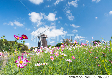Osaka Flower Expo Memorial Park Autumn representative flower cosmos / 91963614
