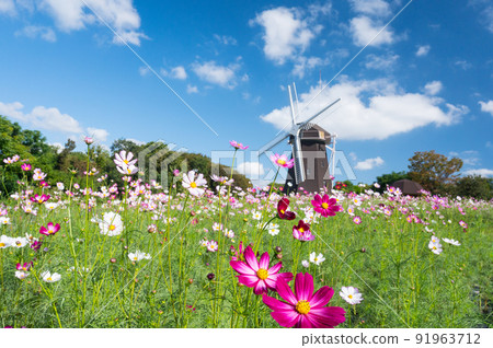 Osaka Flower Expo Memorial Park Autumn representative flower cosmos / 91963712