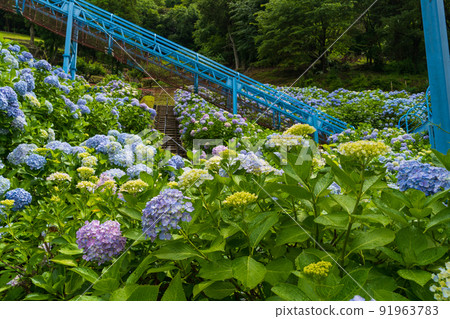 Hydrangea Ananseibu Park (Anan City, Tokushima Prefecture) 91963783