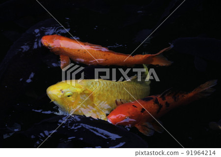 生活在日本池塘里的鯉魚 91964214